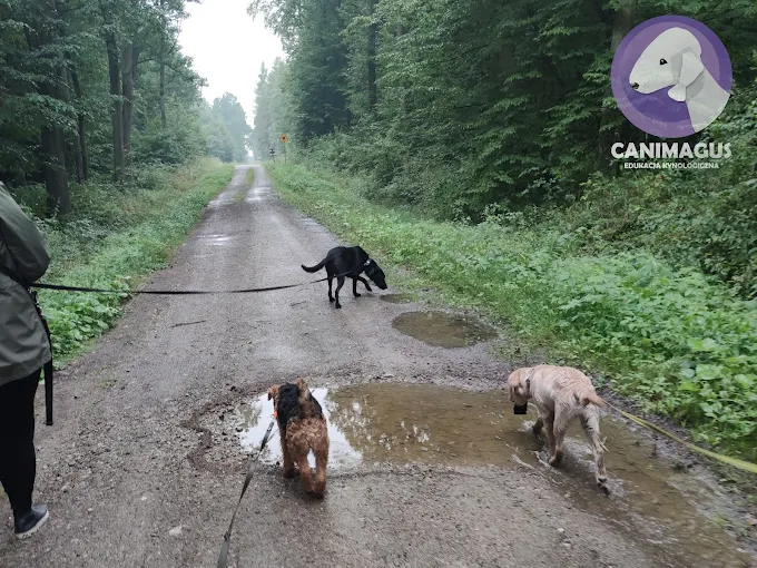 CANIMAGUS Edukacja kynologicznaSzkolenie psów